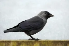 kawka
