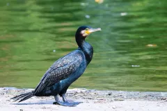 kormoran-czarny