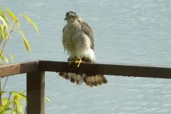 krogulec