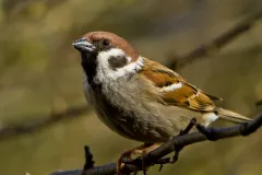 mazurek