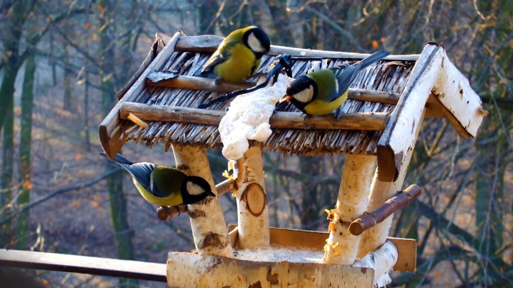 Ptaki przy karmniku- rozstrzygnięcie konkursu fotograficznego