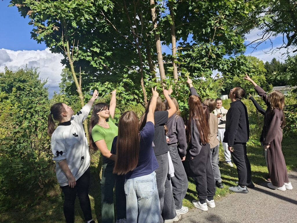 KLASA VIII ROZPOZNAJE DRZEWA LIŚCIASTE